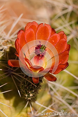 Blooming cactus Stock Photo