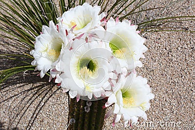 Blooming Cactus Stock Photo