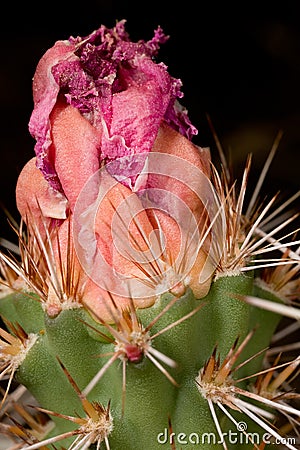 Blooming cactus Stock Photo