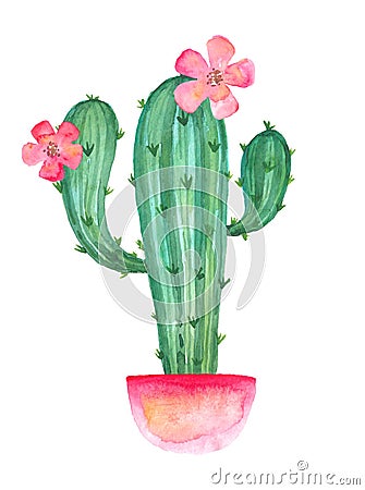 Blooming cactus branches in a pink pot with flowers, watercolor drawing Cartoon Illustration