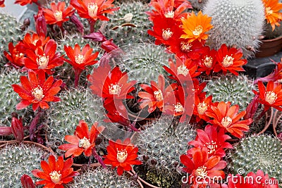 Blooming cactus Stock Photo