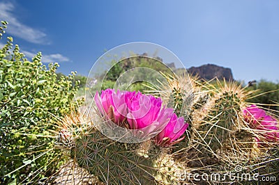 Blooming cactus flowers Stock Photo