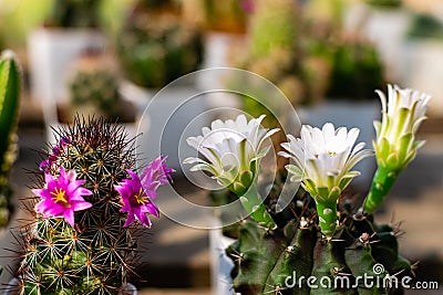 Blooming cactus flowers Stock Photo
