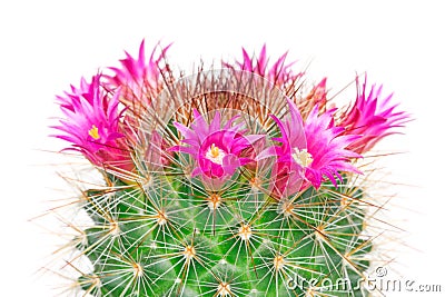 Blooming cactus mammillaria Stock Photo