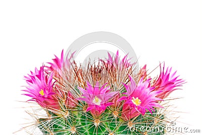 Blooming cactus mammillaria Stock Photo