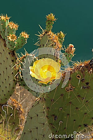 Blooming Cactus at Montezuma's Well Stock Photo