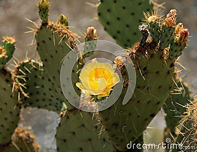 Blooming Cactus at Montezuma's Well Stock Photo