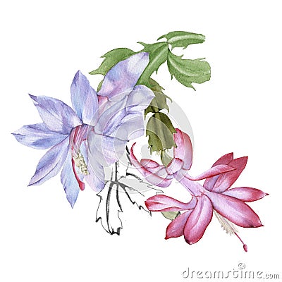 Blooming cactus schlumbergera. Isolated on a white background. Cartoon Illustration