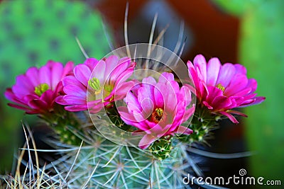 Blooming cactus Stock Photo