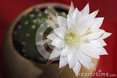 Blooming cactus. White flower blooming cactus on a Stock Photo