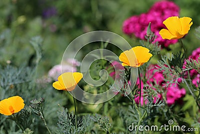 Blooming California poppies Eschscholzia californica on flower bed. Stock Photo