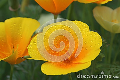 Blooming California poppies after the rain Stock Photo