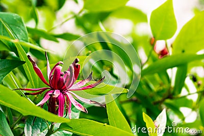 Blooming California spicebush Calycanthus occidentalis Stock Photo