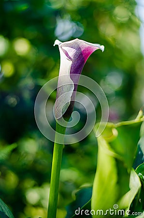 Blooming calla flower side view. A beautiful white-purple flower grows in the garden Stock Photo