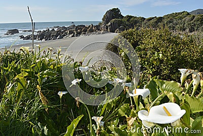 Blooming calla lilies and bushes on the seaside Stock Photo