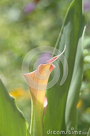 Blooming calla lily bud Stock Photo