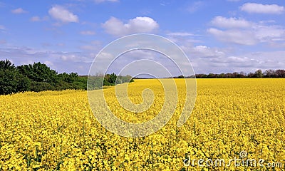 Blooming canola fields Stock Photo