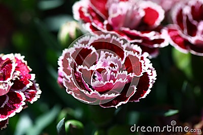 Blooming Carnation on the market Stock Photo