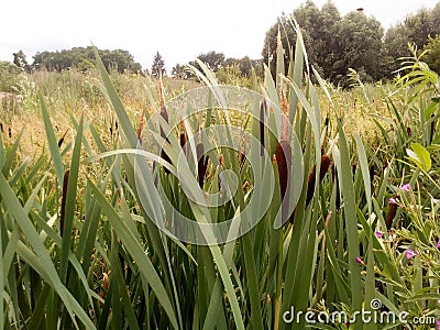 Blooming cattail on the edge of a small swamp. Summer evening. Excellent photowall-paper. Typha latifolia Stock Photo