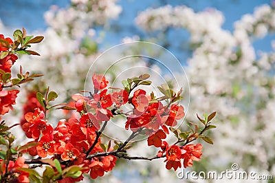 Blooming chaenomeles Stock Photo