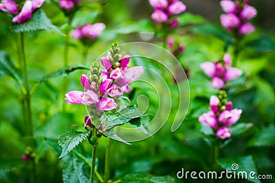 Blooming Chelone obliqua Rose turtlehead in the garden Stock Photo