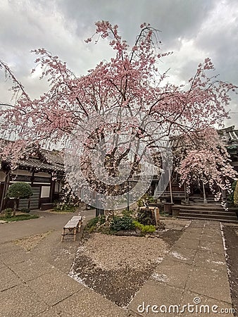 Sakura trees in Yanaka Cemetery in Tokyo Stock Photo