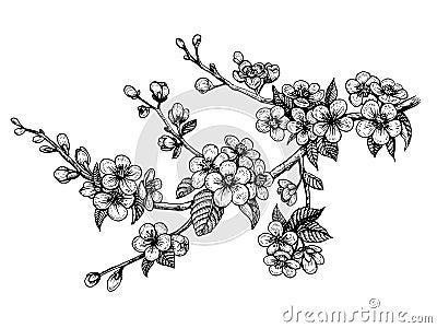 Blooming cherry branch, vector illustration. Sakura spring flowers. Vector Illustration