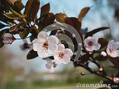 Blooming Cherry Buds In Springtime . Spring morning Stock Photo