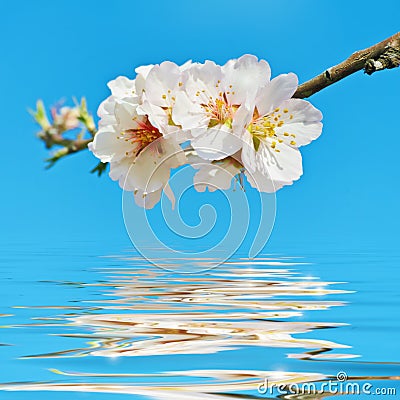 Blooming Cherry Plum Stock Photo