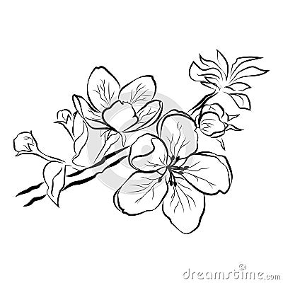 Blooming cherry. Sakura branch with flower buds. Black and white drawing of a blossoming tree in spring. Logo with Vector Illustration