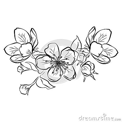 Blooming cherry. Sakura branch with flower buds. Black and white drawing of a blossoming tree in spring. Logo with Vector Illustration