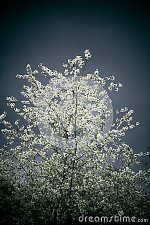 Blooming Cherry Tree Stock Photo