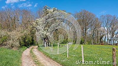 Blooming cherry tree along a farm dirt road Stock Photo