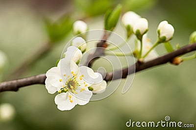 Blooming cherry tree Stock Photo