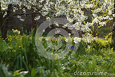Blooming cherry tree and flowers in an spring evening garden. Stock Photo
