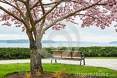 Blooming Cherry Tree Park Bench Sea Stock Photo