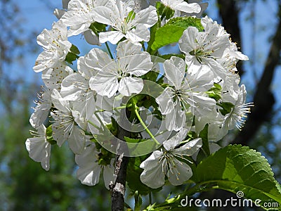 Blooming cherry tree in spring Stock Photo