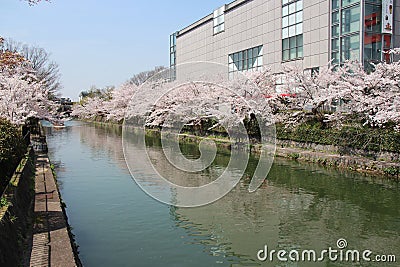 blooming cherry trees and canal (kamo-gawa river) in kyoto (japan) Stock Photo