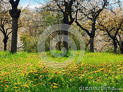 Blooming cherry trees and dandelions Stock Photo