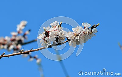 Blooming cherrybranch Stock Photo