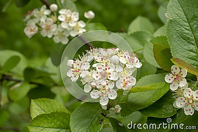 Blooming chokeberry bush. White flowers close-up. Macro Stock Photo