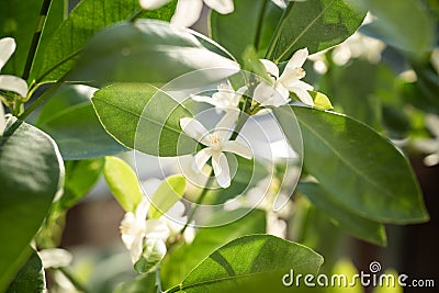 Blooming citrus calamondin tree with fragrant flowers closeup Stock Photo