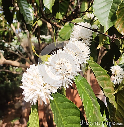 Blooming coffee flowers Stock Photo