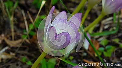 Blooming colchicum autumnale or autumn crocus close-up at flowerbed, selective focus, shallow DOF Stock Photo