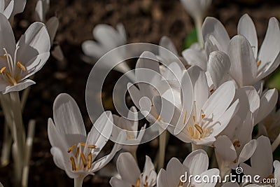 blooming colchicum autumnale flowers - Autumn flower under early morning soft sunlight Stock Photo