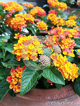 Bright lantana flowers Stock Photo
