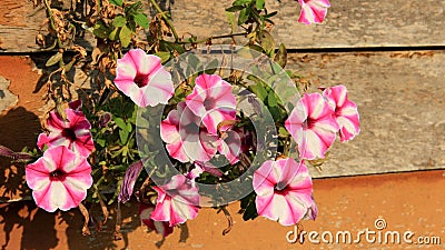 Blooming Colorful Petunias On Wooden Wall Stock Photo