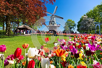 Blooming colorful tulips flowerbed in public flower garden with windmill. Popular tourist site. Lisse, Holland, Netherlands Stock Photo