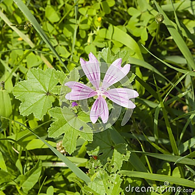 Blooming Common or high mallow, Malva sylvestris, flower in grass close-up, selective focus, shallow DOF Stock Photo