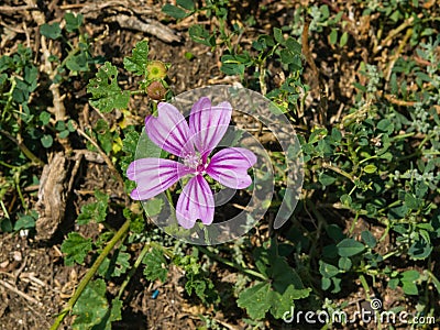 Blooming Common or high mallow, Malva sylvestris, flower in grass close-up, selective focus, shallow DOF Stock Photo